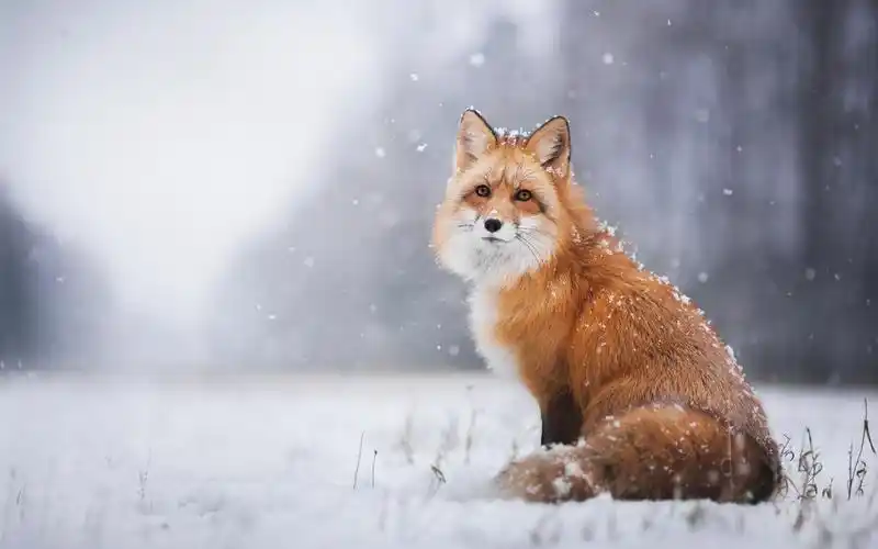 红狐狸在下雪的冬天 壁纸