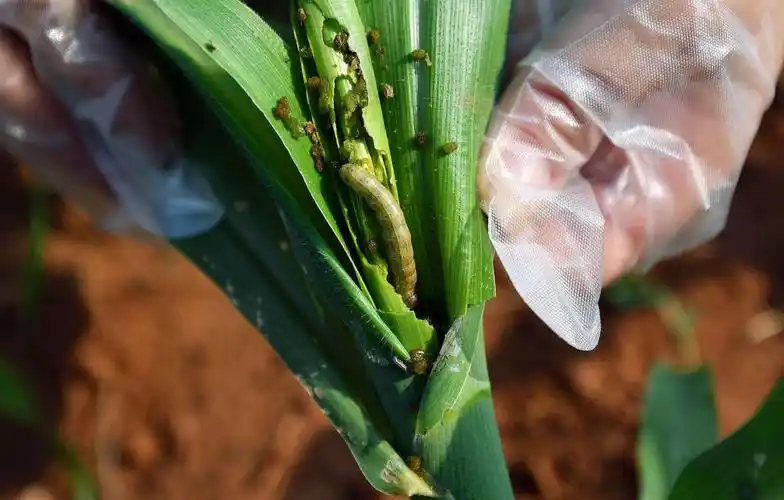 堪比蝗虫的草地贪夜蛾来了农药减量还扛得住吗