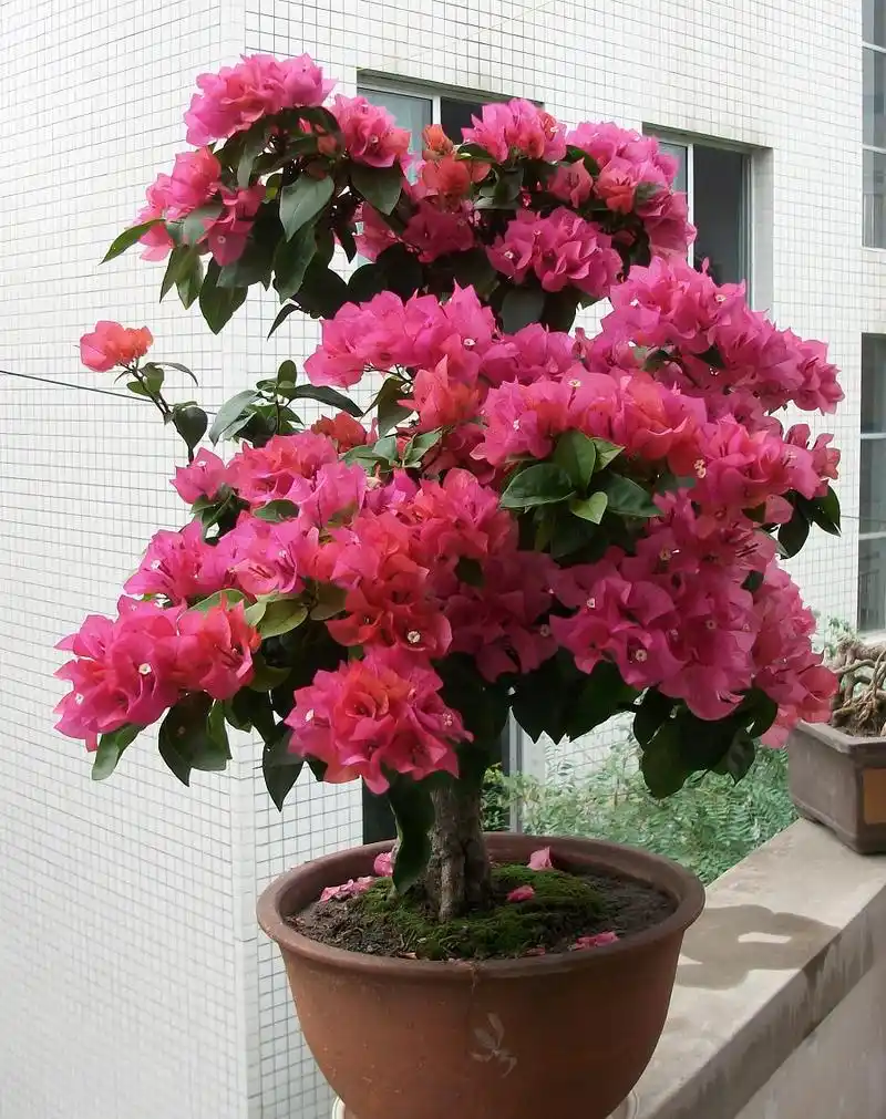 初秋时节,三角梅就得"虐"着养,越虐越开花