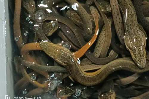 0/斤 孟加拉-活黄鳝