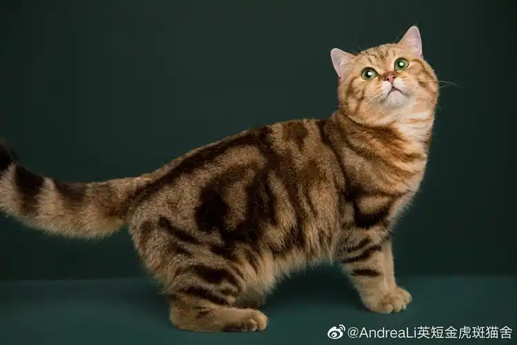 金渐层稀有色金虎斑ny22