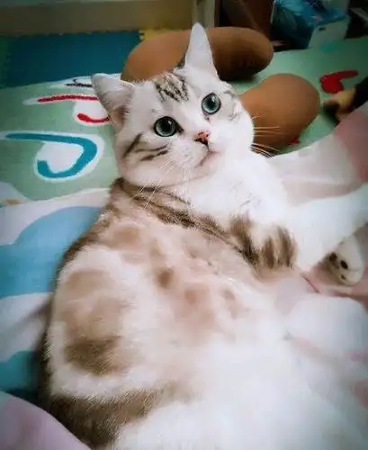 凯米尔美短加白稀有色出售