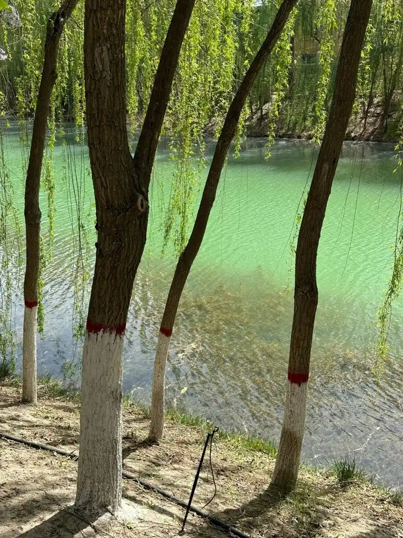 银川森林公园 真的很美!原相机直接出图都不用p,太美了我爱踏青!