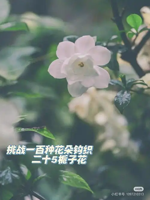 栀子花开附图解