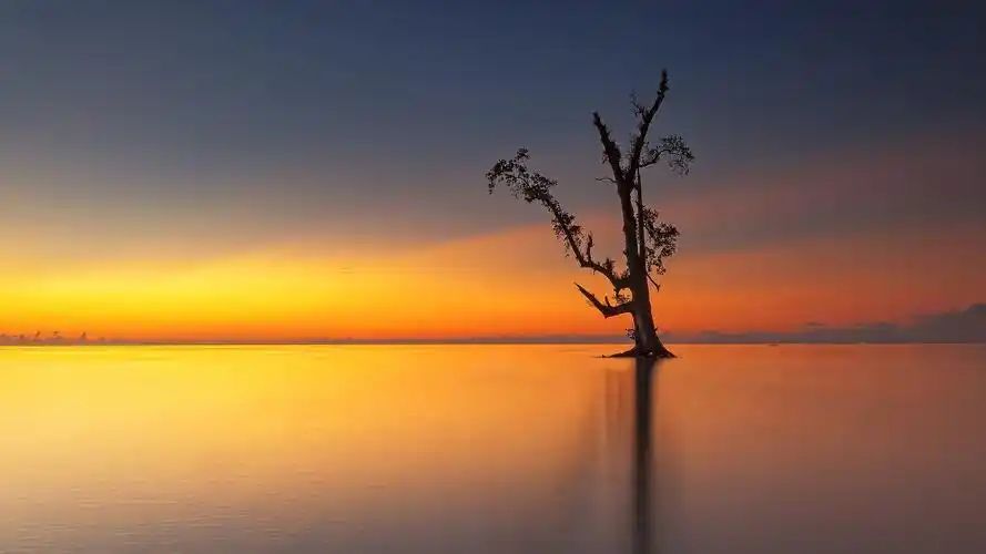 夕阳后唯美的树