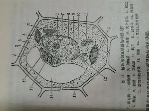 植物细胞模式立体图简笔画(植物细胞模型图简笔画) -【爱个性】