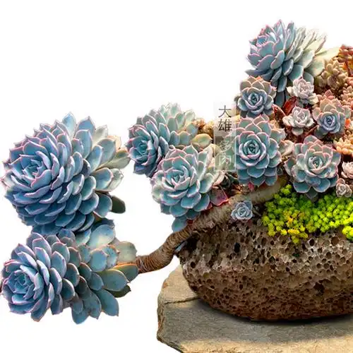 一物一拍蓝石莲石莲老桩蓝色多肉植物大颗精品多肉植物