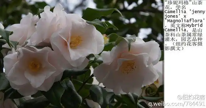 "珍妮玛格"山茶花,学名camellia jenny jonesx magnoliagflora