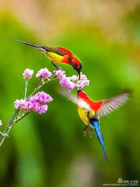 花枝戏蝶翩翩舞 自在鸟雀恰恰啼(摄鸟一)