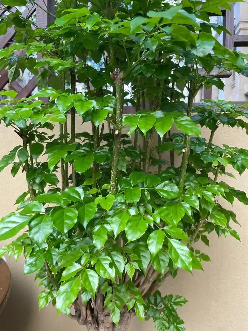 一直希望养一颗幸福树 后来终于买了一颗 初见时茂 - 抖音