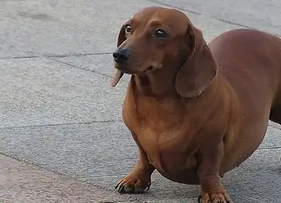 腊肠狗真的好养吗?