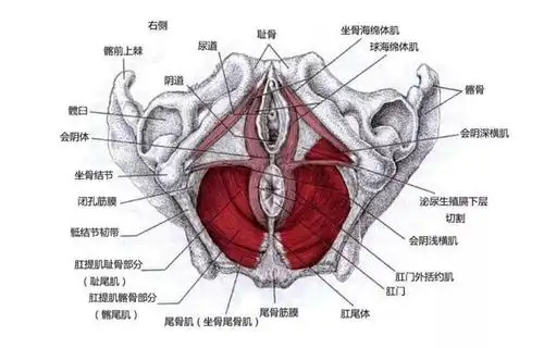 原来,不止是产妇才需要做盆底肌功能评估_女性