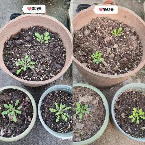 一周一记录#虞美人  #种子发芽  #虞美人种植