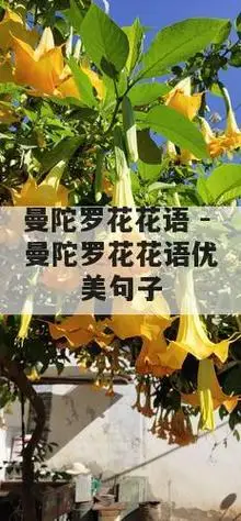 紫色曼陀罗花代表什么?花语是什么?