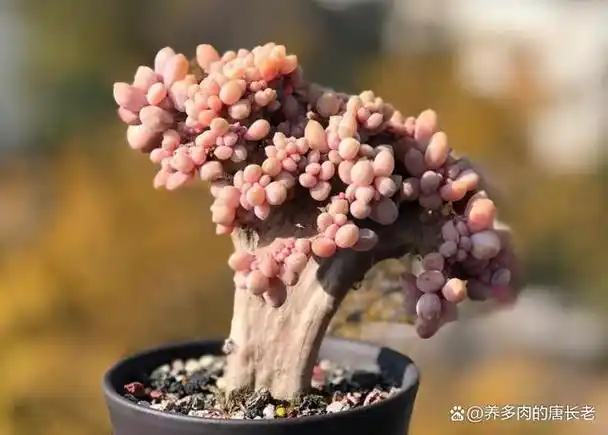 多肉除了绮罗,我还服醉美人,因为缀化对它们来讲就像闹着玩一样