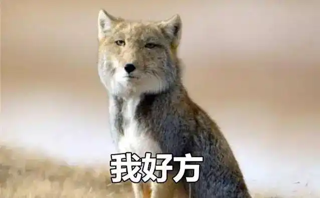 几乎是颜值最低的狐狸了拥有一副大方脸,一双眯缝眼的藏狐据网友的不