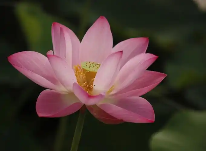 立夏入伏的日子里拍一组漂亮荷花的照片,给大家带来一丝夏日的清凉