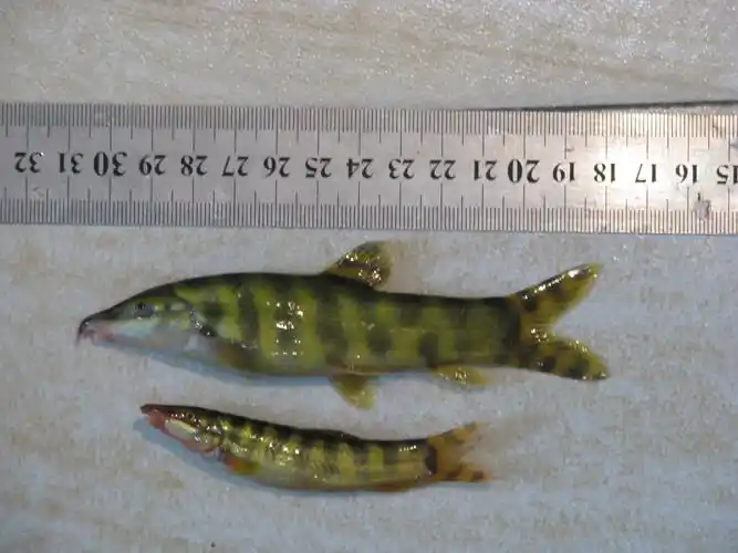 鱼类----中国湿地生态系统联盟