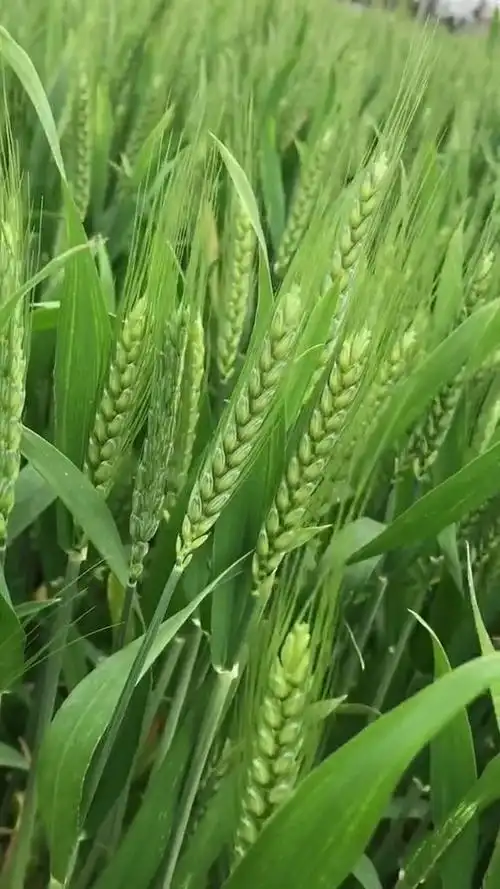 风吹麦浪……隔着屏幕的你闻到一丝青麦穗的清香么?