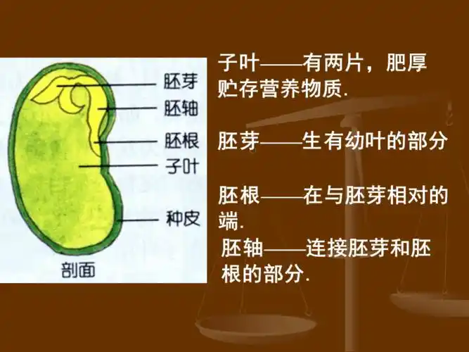 种子的结构ppt