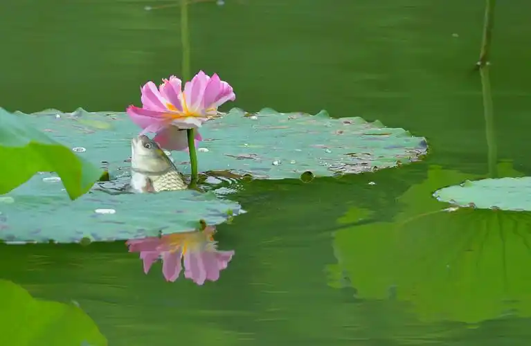 自然奇观:草鱼吃荷花