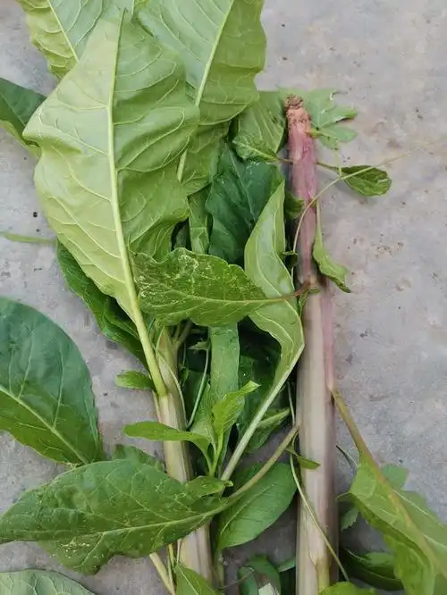 最能迷惑人的入侵植物,商陆