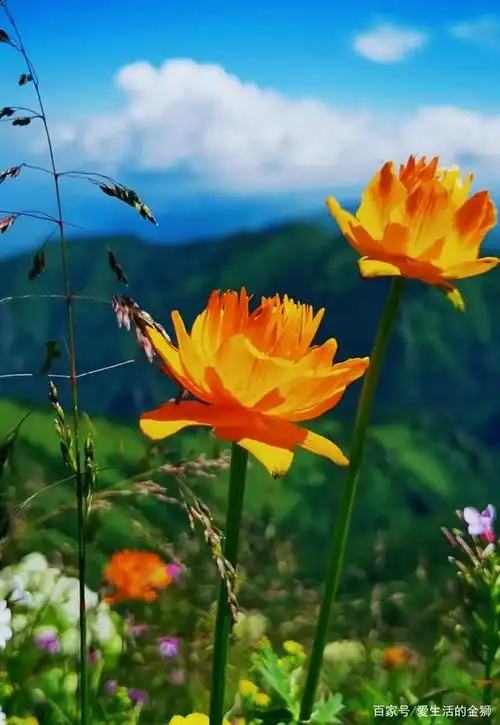 蔚县小五台,朵朵金莲花,大自然赐予的美丽