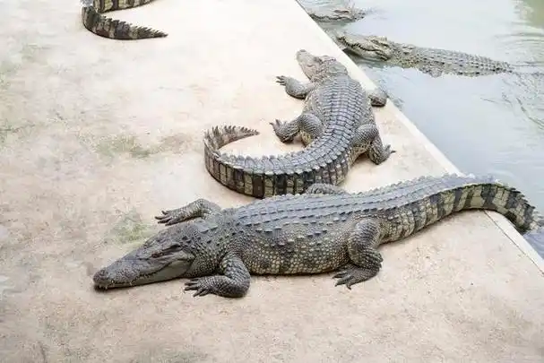 鳄鱼属于什么动物