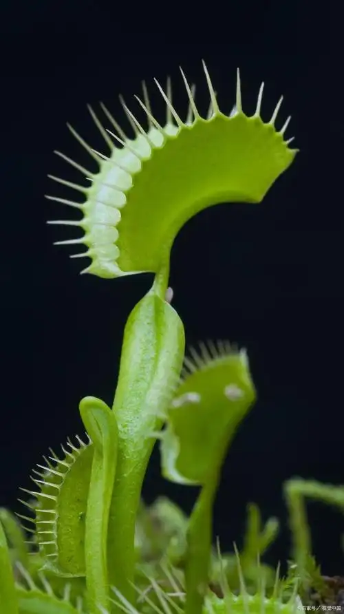 捕蝇草是一种极具特色和魅力的植物,其引人注目的外形以及捕虫的特殊