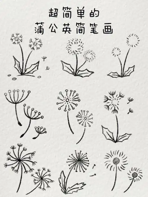 超简单的蒲公英简笔画随风而往