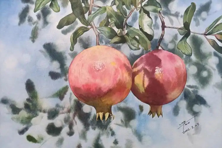 水彩两颗石榴