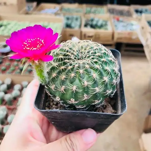 多肉植物仙人球阳春丸 开花多肉盆栽防辐射仙人掌类自根多肉批发