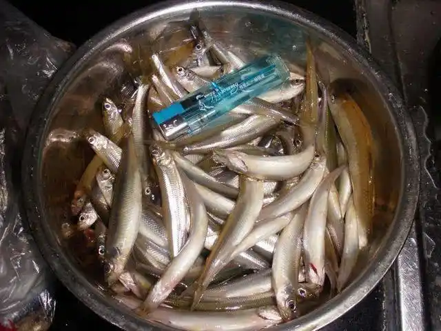 中日刚建交友好时,日本人说松花湖水好,无偿提供了很多小公鱼的鱼苗