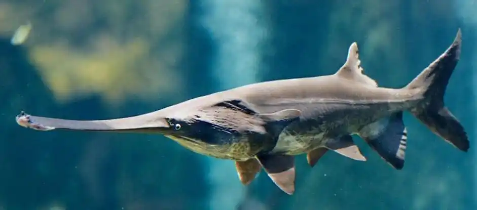 熬过6500万年前的大灭绝,却毁于2019年底,白鲟惹谁了?