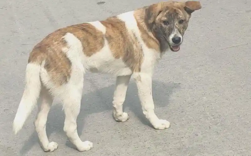 虎斑的斑纹,长在白狗黄头身带印的印里,这狗难得一见