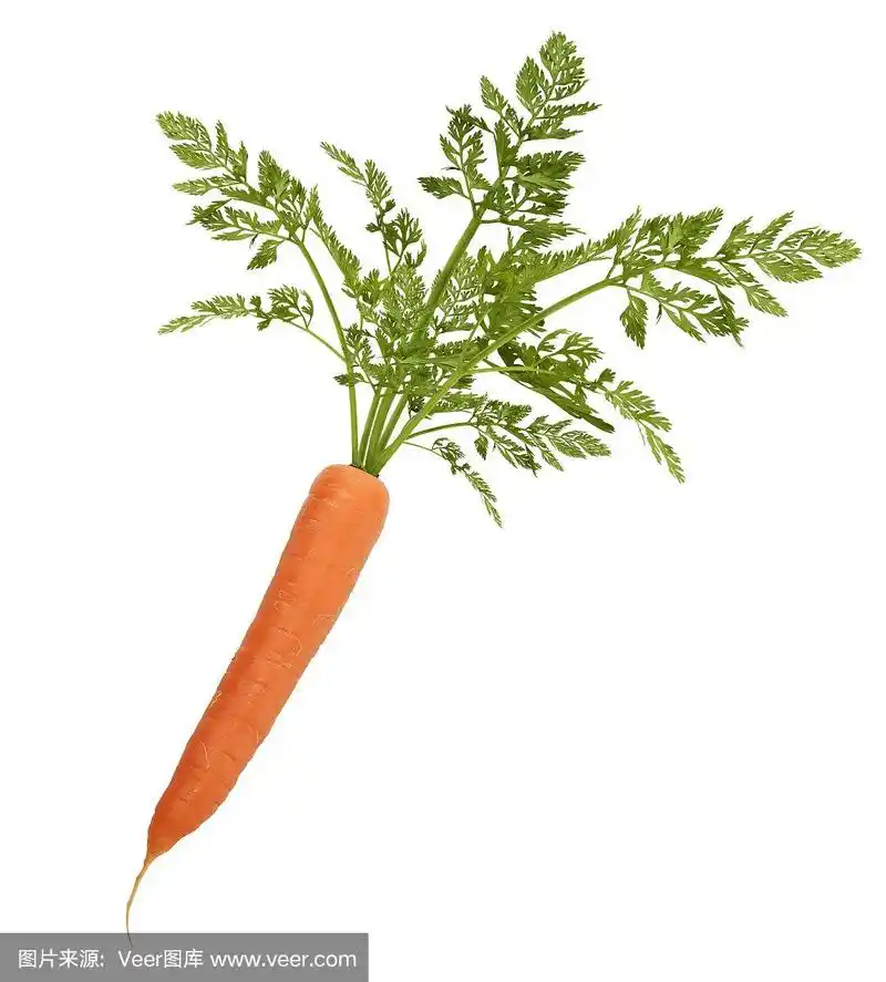 叶子孤立在白色上的胡萝卜