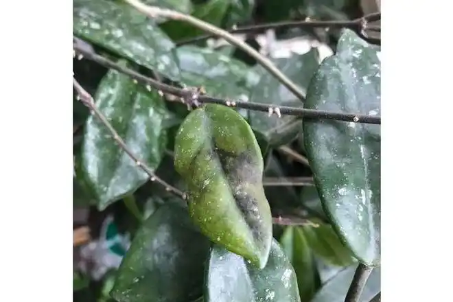 href="/item/油茶/6006" data-lemmaid="6006">油茶 /a>的病害