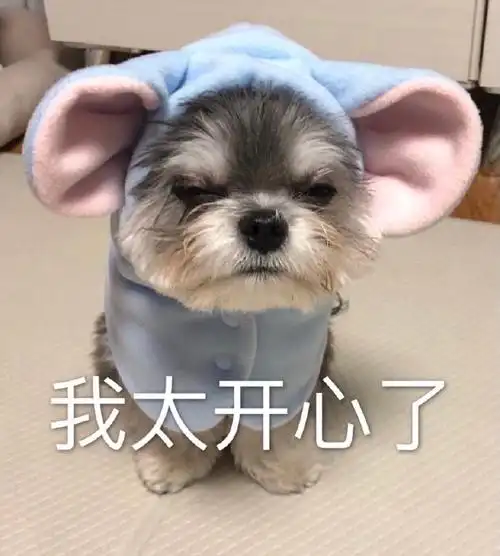 萌宠汪星人我太开心了呆萌可爱gif动图_动态图_表情包下载_soogif