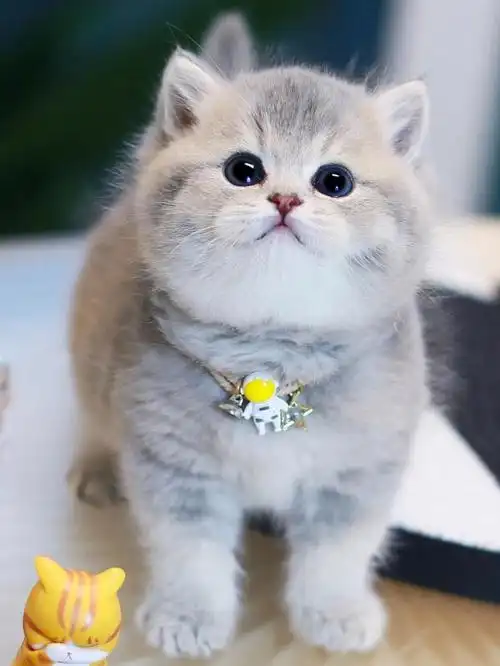 💋:英短蓝金弟弟