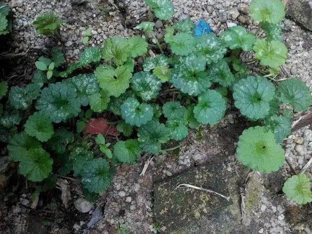 农村有一种草叫透骨消外敷治跌打损伤被称为活血丹