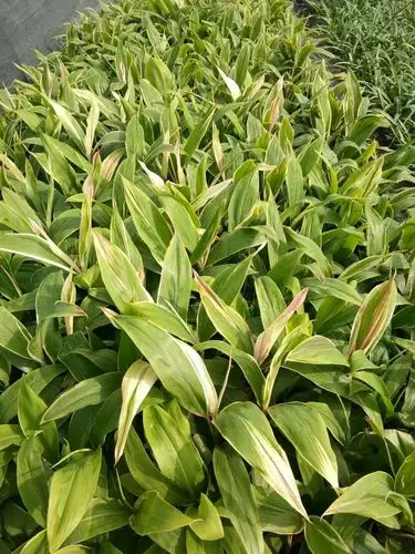 朱蕉绿株蕉高50公分绿朱蕉