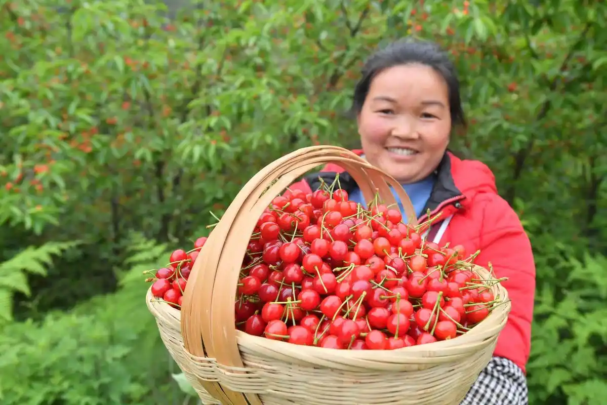 贵州安顺:甜咪完的镇宁樱桃熟了