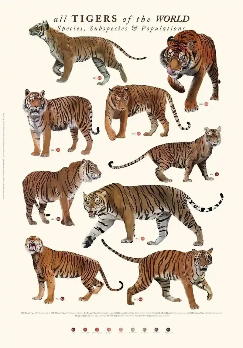 老虎91 #猫科动物  虎的九个亚种 显存五个亚种: 东北 - 抖音