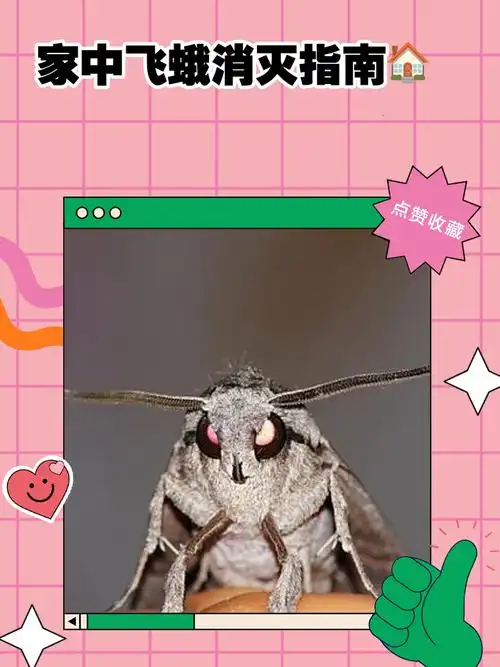 今天就给大家带来一份超实用的家中飞蛾消灭指南,让你轻松告别这些小