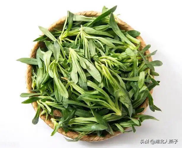 黄鹤菜(黄鹤菜能当菜吃吗)野菜的种类 - 巴巴创业