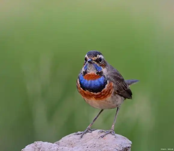 靛颏饲料搭配与营养分析