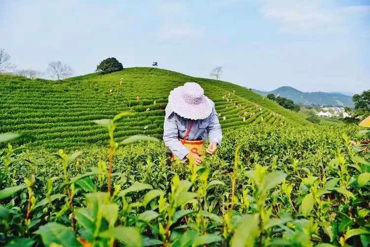 茶园到茶杯 数据全掌握 安吉白茶"打"上浙农码