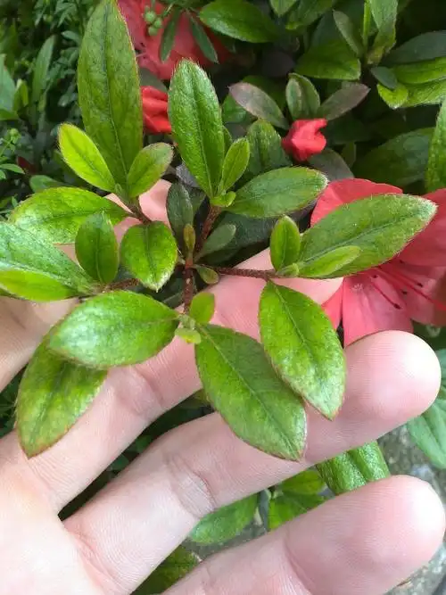 请问这是什么杜鹃花