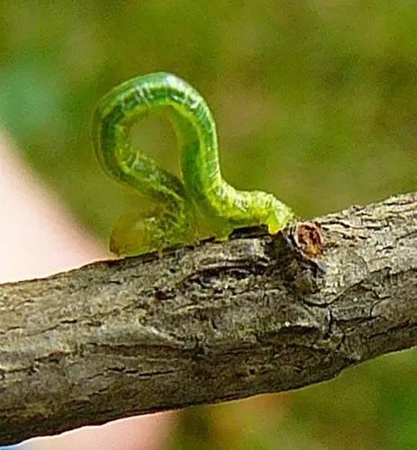 inchworm,尺蠖,是一种小毛毛虫,它前进的时候先把自己弯成一个圈,再