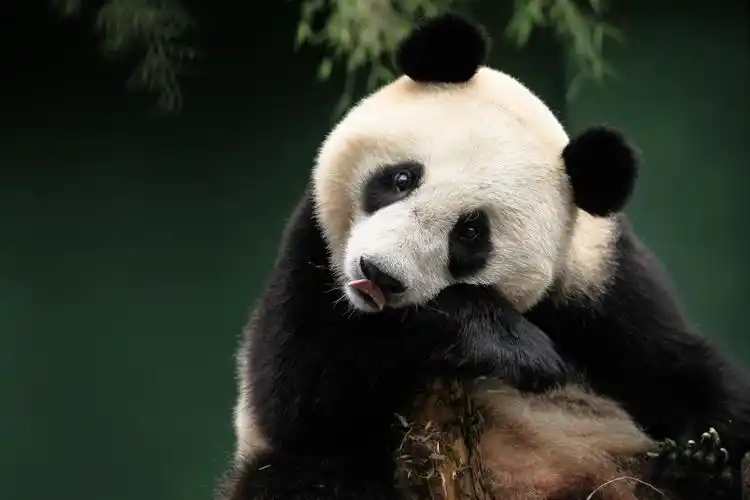 四川卧龙的大熊猫